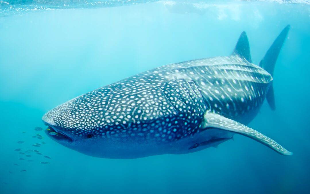 Encounters with Whale Sharks, Dragons and Mystic Cultures – Westbound